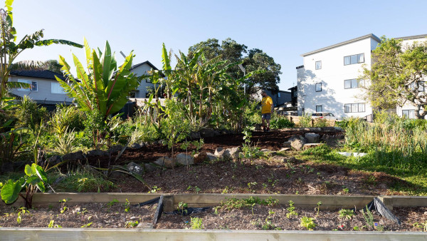 Molly Green Reserve Food Forest